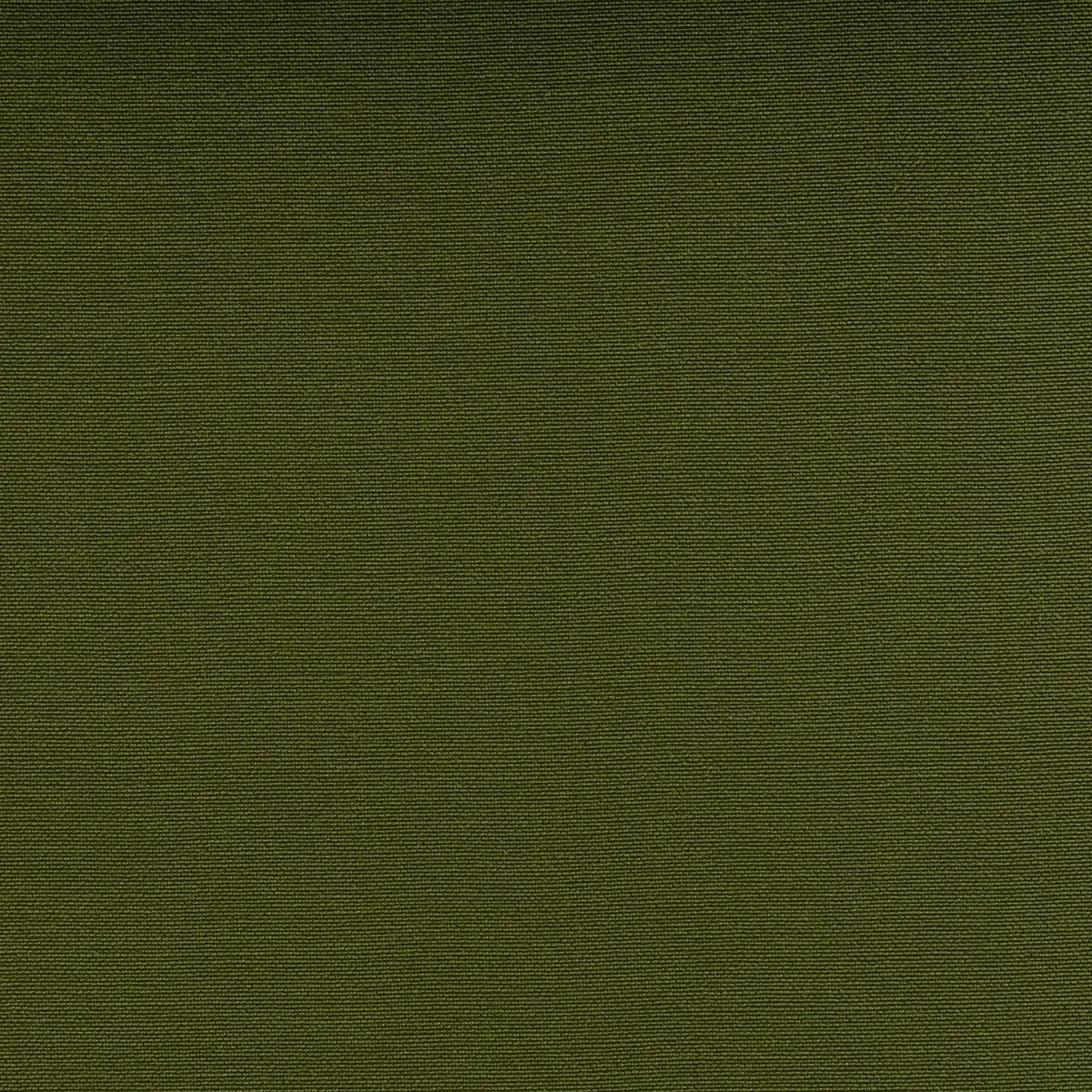 Silvertex Basil
